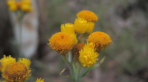 Chrysocephalum semipapposum - Clustered Everlasting