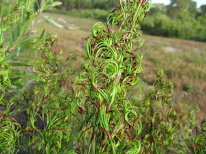 Caustis flexuosa curly spikelets with brown sheaths