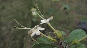 Clerodendrum tomentosum flowers