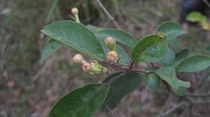 Clerodendrum tomentosum buds