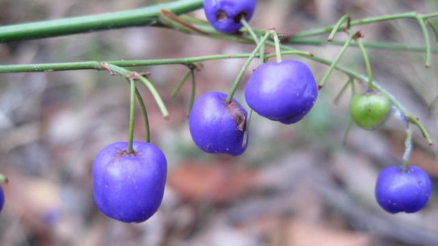 Dianella caerulea berries