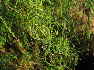 Caustis flexuosa curly spikelets