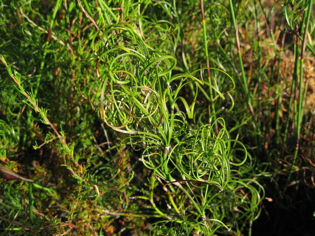 Caustis flexuosa curly spikelets