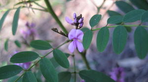 Indigofera australis flower