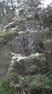 Melaleuca linearifolia tree shape