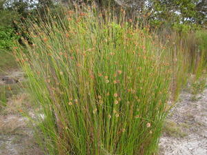 Isolepis nodosa habit