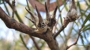 Lambertia formosa mountain devils fruit