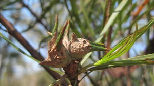 Lambertia formosa fruit look like mountain devils