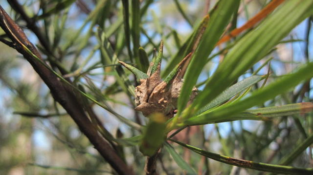 Lambertia formosa fruit