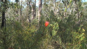 Lambertia formosa plant shape