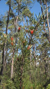 Lambertia formosa plant shape