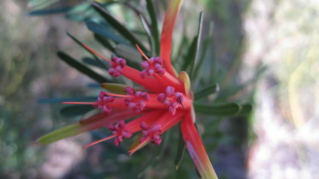 Lambertia formosa flower