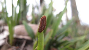 Pyrrosia confluens dense spores