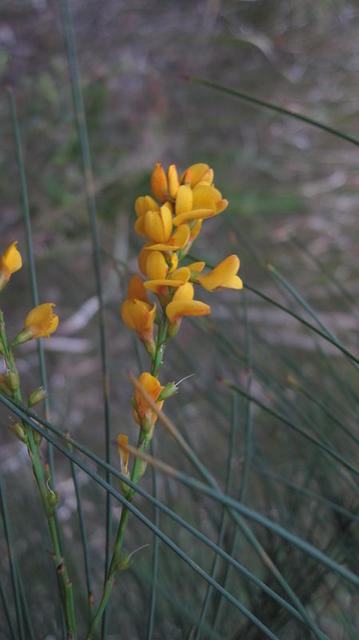 Viminaria juncea flowers