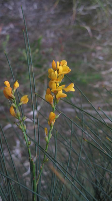 Viminaria juncea flowers