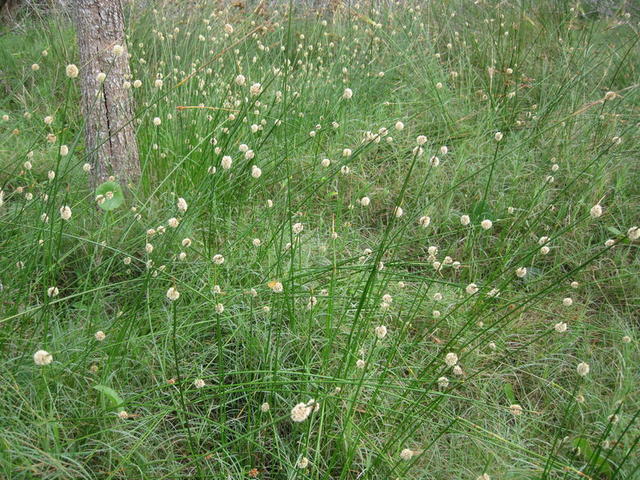 Isolepis nodosa habitat