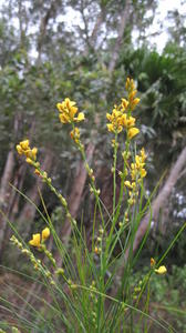 Viminaria juncea branch