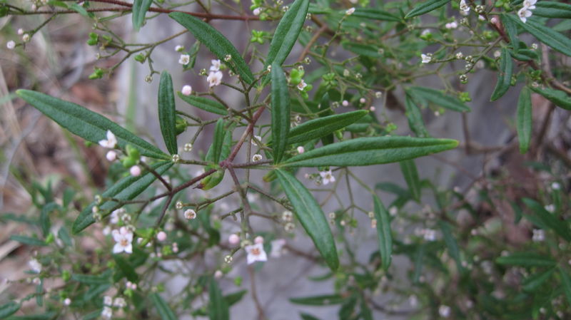 Zieria smithii flowers and leaf 