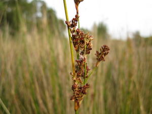 Juncus continuus flower head