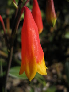 Blandfordia nobilis - Christmas Bells