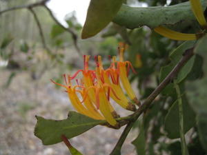 Muellerina eucalyptoides flowers