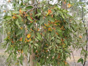 Muellerina eucalyptoides plant shape