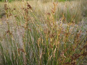 Juncus continuus habit