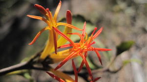 Muellerina eucalyptoides flower