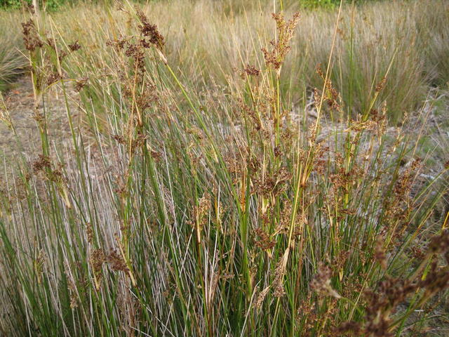 Juncus continuus habit