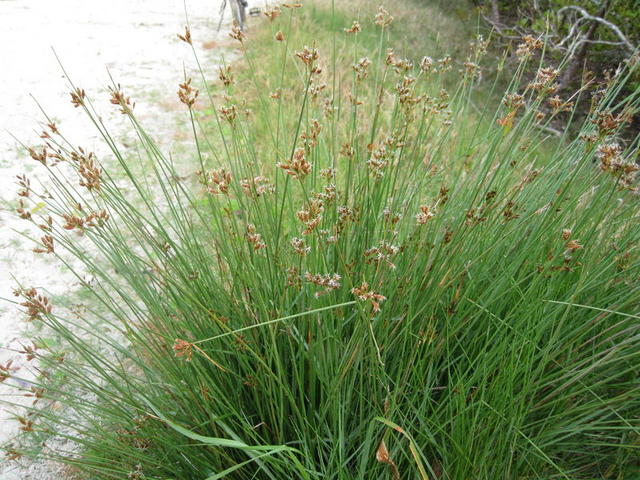 Juncus usitatus habit