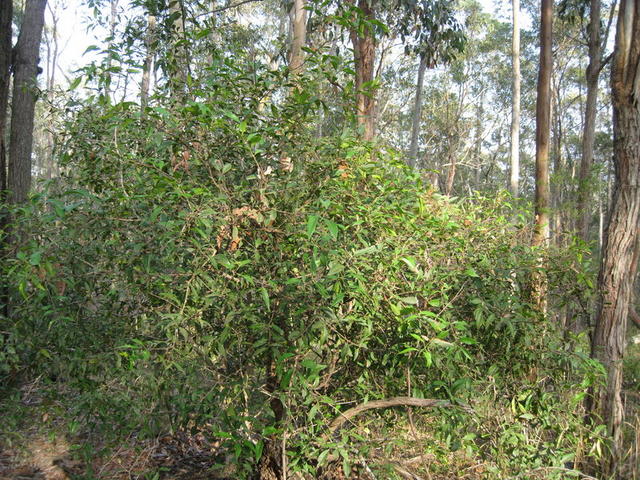 Notelaea longifolia plant shape