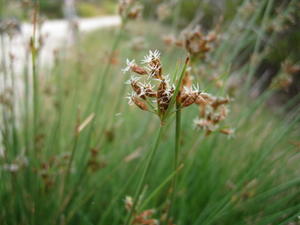 Juncus usitatus flowering head