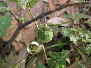 Solanum prinophyllum green fruit