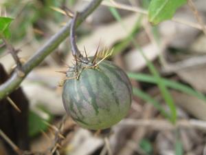 Solanum prinophyllum purple-green fruit