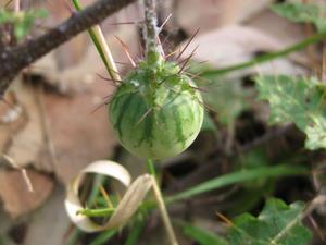 Solanum prinophyllum green fruit