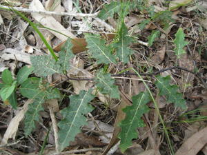 Solanum prinophyllum leaves