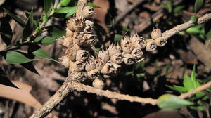 Melaleuca stypheloides fruit