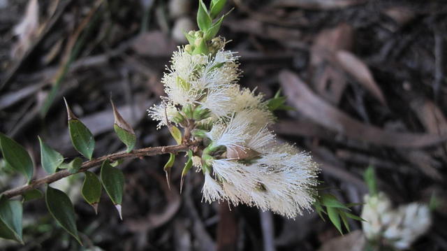 Melaleuca stypheloides flowers