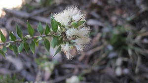 Melaleuca stypheloides flowers