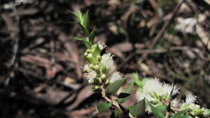 Melaleuca stypheloides buds