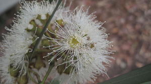 Angophora costata single flower shape