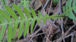 Doodia aspera frond