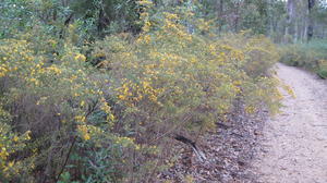 Pultenaea villosa massed display in Spring