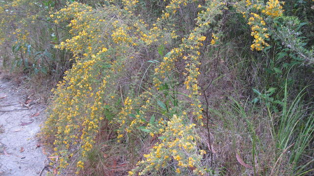 Pultenaea villosa weeping habit