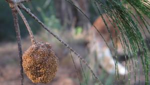 Allocasuarina torulosa cone