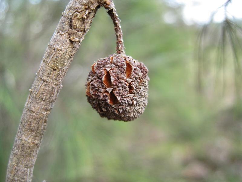 Allocasuarina torulosa cone