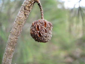 Allocasuarina torulosa cone