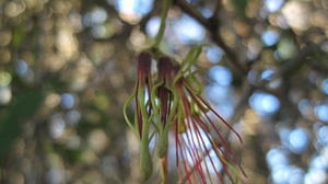 Amyema congener flower