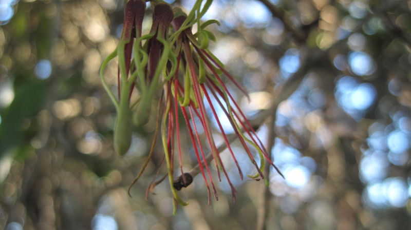 Amyema congener flower