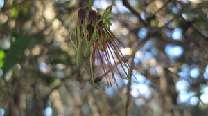 Amyema congener flower